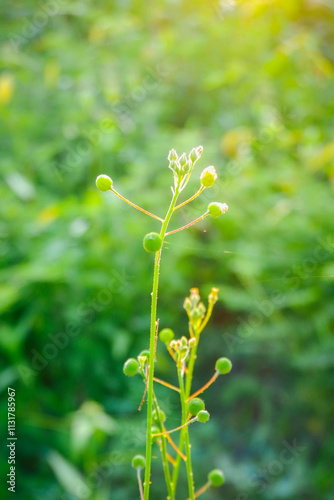 Close up view of camelina sativa grass plant