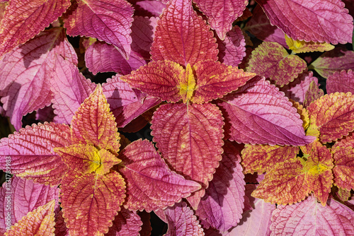 Beautiful pale pink coleus leaves in the garden.
