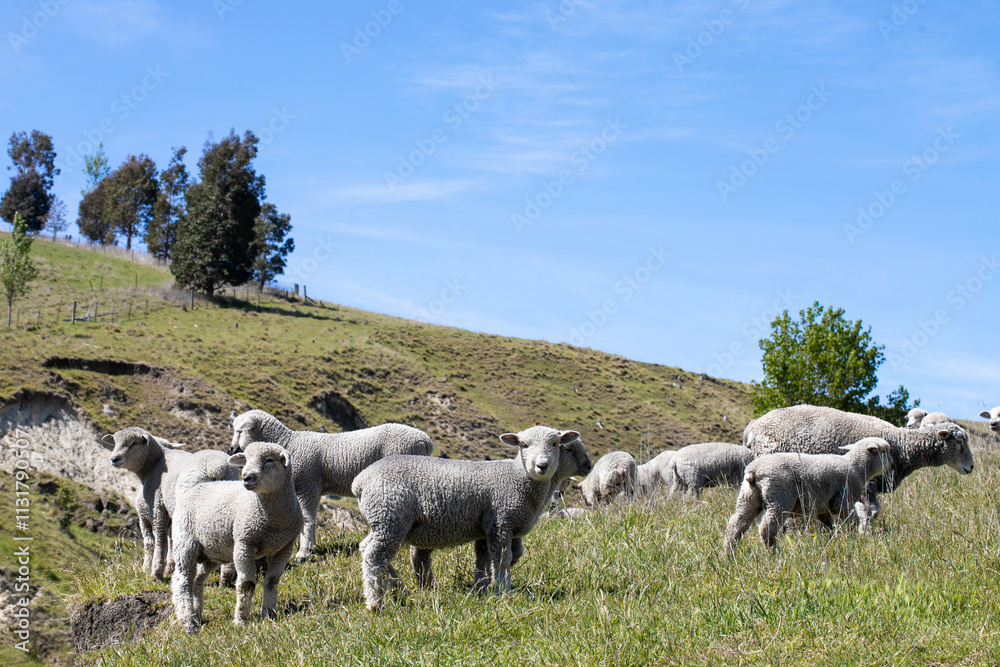 Fototapeta premium Grazing Sheep Enjoying a Beautiful Day on Lush Green Pasture Under a Bright Blue Sky