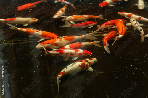 Koi fish close up view, colorful with dark background