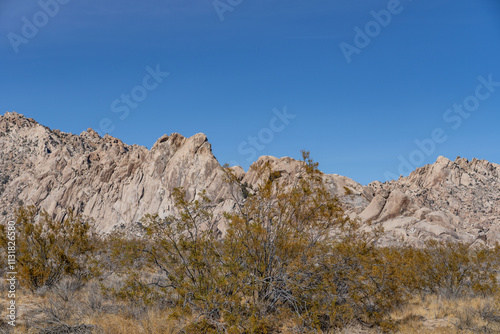 Larrea tridentata, creosote bush and greasewood as a plant, chaparral.  Granite Mountains，Mojave National Preserve South Entrance Kelbaker Road, San Bernardino County, California. Mojave Desert  photo