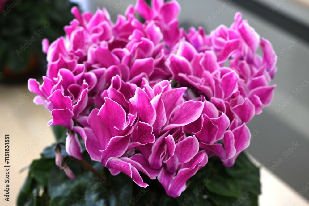 Fototapeta premium Cyclamen flowers. Primulaceae perennial bulbous plants native to the Mediterranean.
