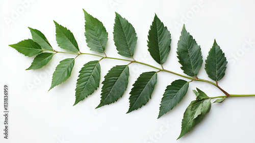 Branch with Fresh Green Leaves on White Background – Minimalist Nature Concept and Organic Design.