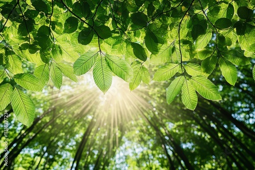 Beaming sunlight pierces the lush forest canopy, illuminating the rich greenery and evoking a sense of awe at the natural splendor and harmony within the woods. photo