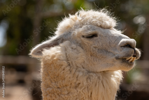 Alpaca blanca en primer plano con una expresión relajada, iluminada por luz natural en un entorno rústico. photo