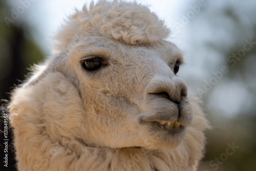 Alpaca blanca en primer plano con una expresión relajada, iluminada por luz natural en un entorno rústico. photo