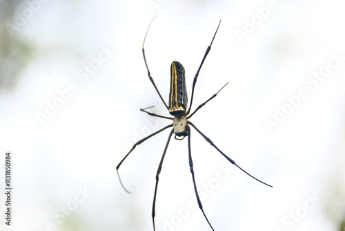 Nephila pilipes spider. Its other names golden orb weaver and giant golden orb weaver. This is a species of golden orb web spider. A big spider on its web in the forest.
 photo