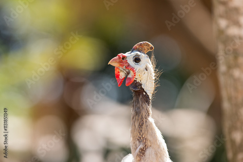 Retrato vertical de una gallina de Guinea con su característica cabeza y carúnculas rojas, captada en un entorno natural con fondo desenfocado. photo