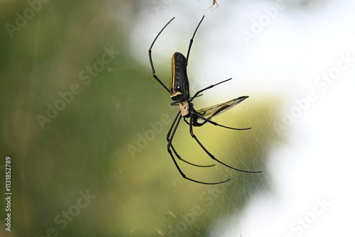 Nephila pilipes spider. Its other names golden orb weaver and giant golden orb weaver. This is a species of golden orb web spider. A big spider on its web in the forest.
 photo