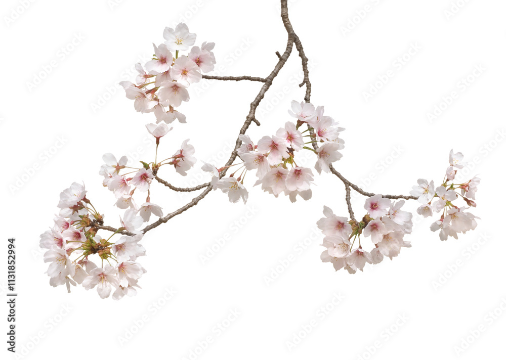 Obraz premium シメイヨシノ