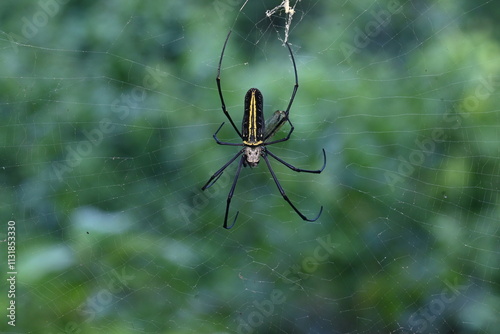 Nephila pilipes spider. Its other names golden orb weaver and giant golden orb weaver. This is a species of golden orb web spider. A big spider on its web in the forest.
 photo