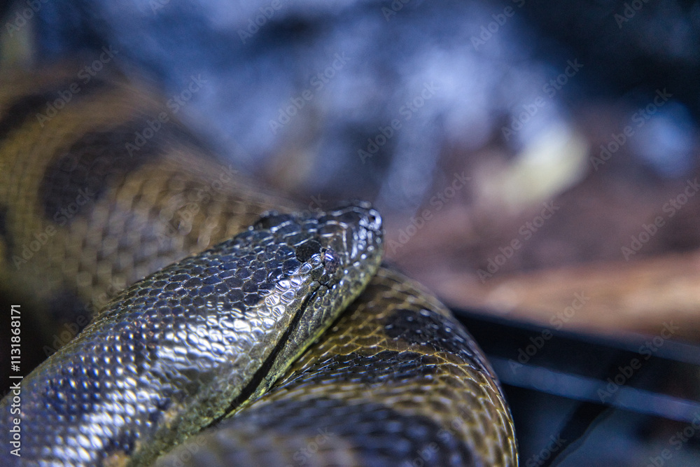 various types of reptiles, boa snakes, pythons, lizards presented ...