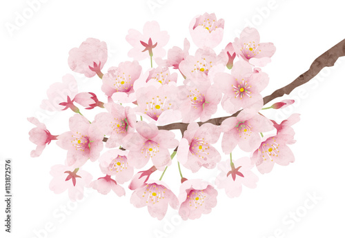 桜の花 水彩風 ベクターイラスト