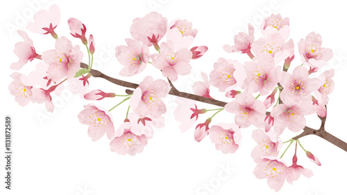 桜の花 水彩風 ベクターイラスト