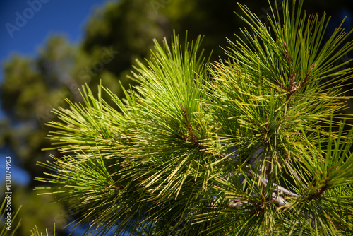 Close-up of Aleppo pine needles in the Mediterranean sun. This evergreen species (Pinus halepensis) thrives in coastal climates, reflecting the region’s natural resilience. photo