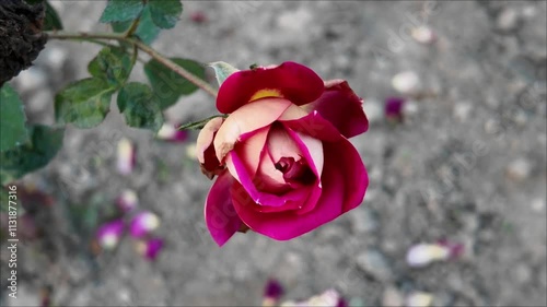 purple color rose flower