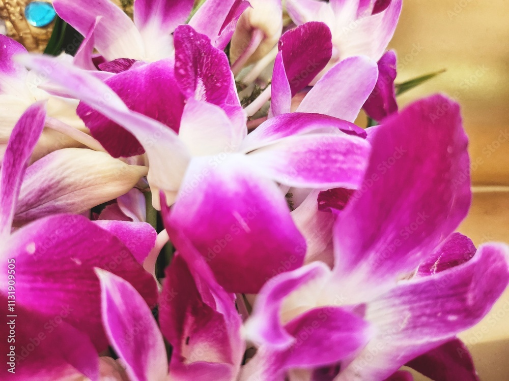 Fototapeta premium Beautiful of pink orchid flowers