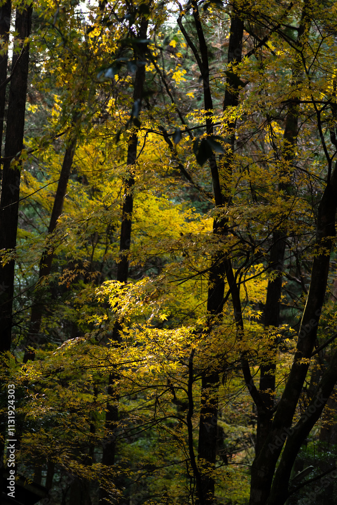 Obraz premium 黄色に色づく美しいモミジの葉 