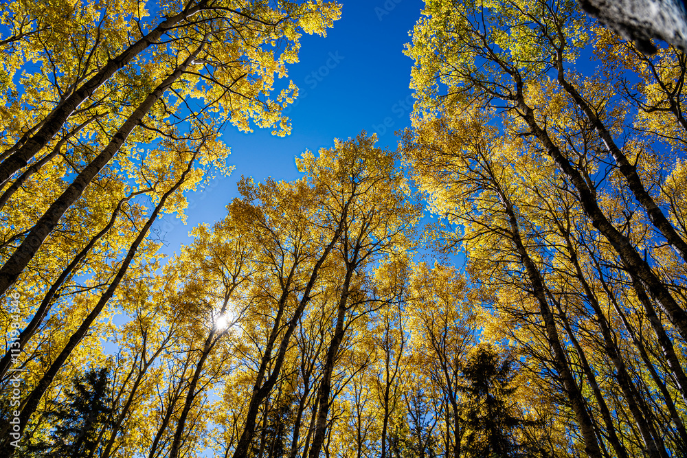 Fototapeta premium A forest with many trees and a bright blue sky