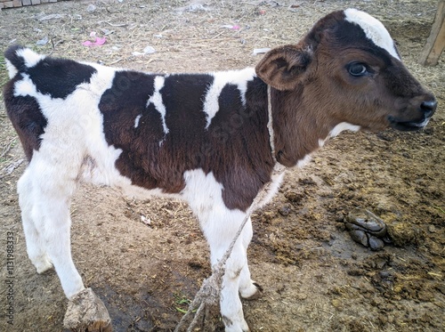 A Close Up Of A Young Calf With A Distinctive Brown And White Spotted Coat The Calf Stands On a Dirt Ground With Straw And Grass