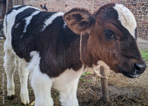 A Close Up Of A Young Calf With A Distinctive Black And White Spotted Coat The Calf Stands On a Dirt Ground With Straw And Grass