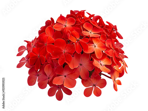 High-Quality PNG Red bunches of Ixora chinensis flowers in detail. Rubiaceae flower commonly known as Chinese ixora Isolated on White Background – High Resolution photo