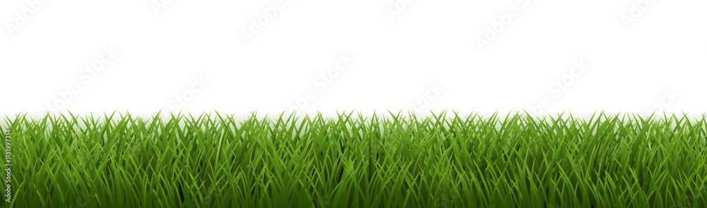 Fototapeta premium eGreenGrassBorderAndWhiteBackground_10_M_241212