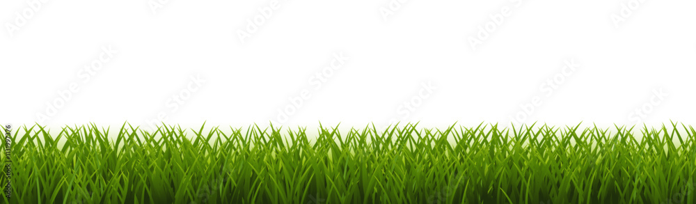 Obraz premium Green Grass Border White Background