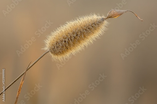 Close-up of a fluffy cattail plant in soft lighting. photo