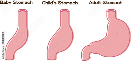 赤ちゃんの胃のサイズ、Baby Stomach