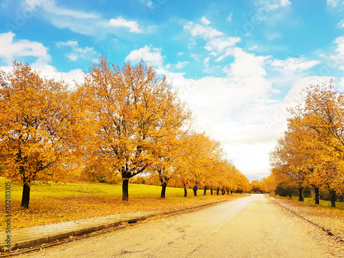 oak trees yellow in autumn season in university of ioannina greece photo