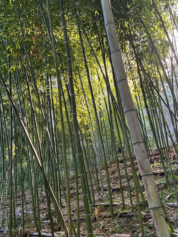 Fototapeta premium bamboo forest in the morning
