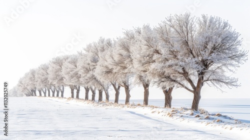 Row of frost-covered trees against snowy field. AI generative. . photo