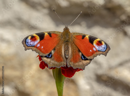 Inachis io photo