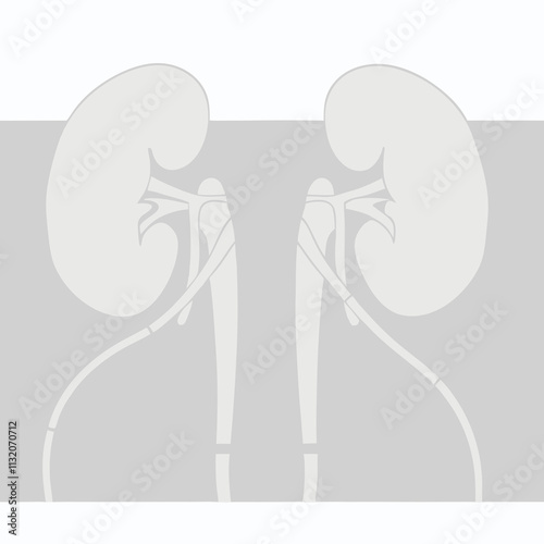 Kidney illustration, medical design, anatomical shapes, minimalistic background