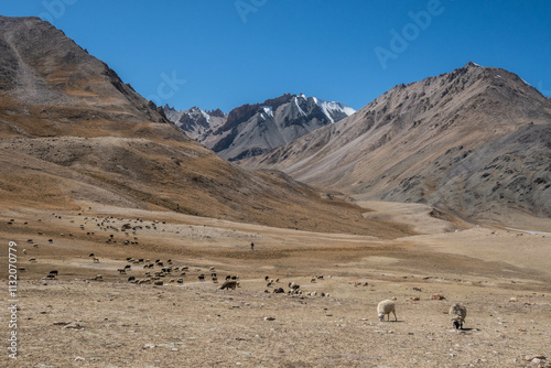 Livestock grazing in the high meadows of Shimshal Pass below Sher Peak, Shimshal, Gojal, Pakistan photo