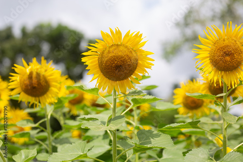 Many blooming sunflower flowers, close-up photography