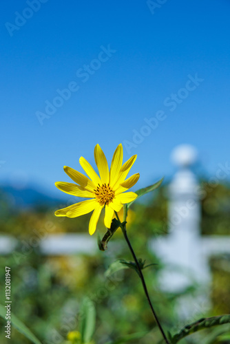 Helianthus flowers bloom vividly in the autumn sky. photo