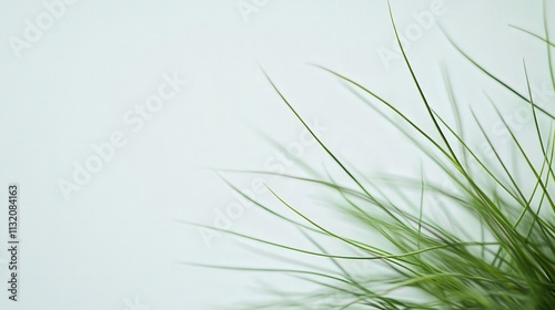 a cactus with delicate spines and a vibrant green hue, set against a solid white background, emphasizing its natural beauty and simplicity