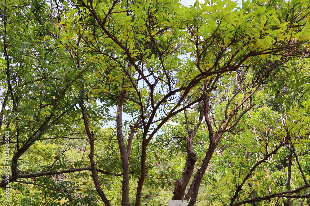 Obraz premium 公園の薬草園に植えられたユズの木