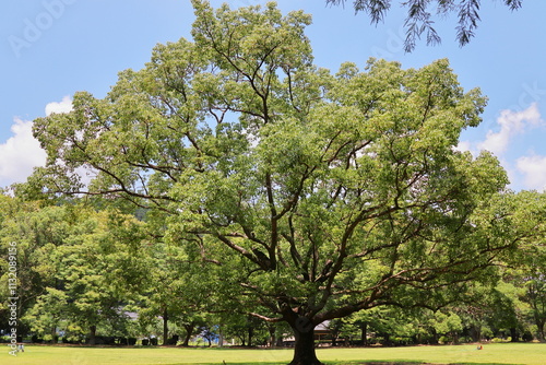 公園の芝生広場に生える大きなクスノキ