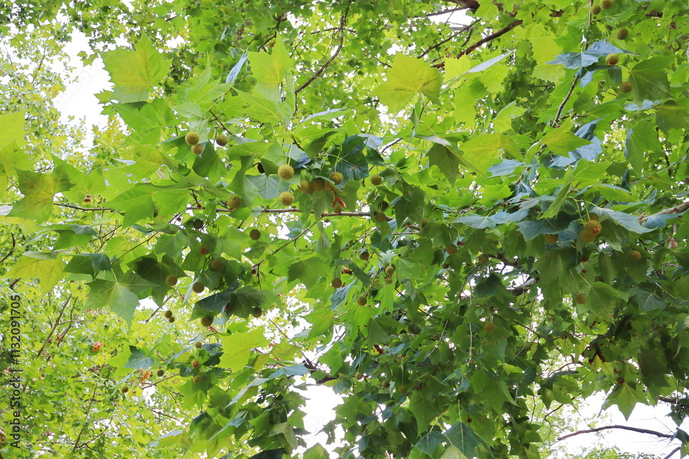 Obraz premium 夏のアメリカスズカケノキ