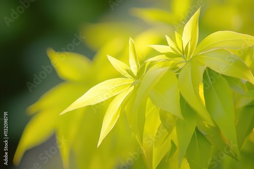 Bright green leaves in soft sunlight.
