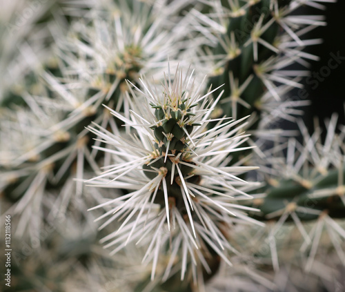 Mantel-Cholla - Sheathed cholla