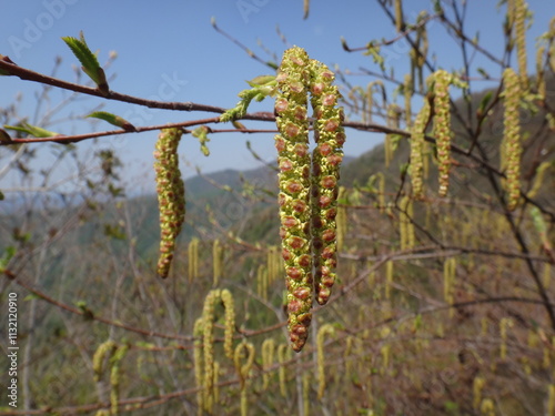 Alder flowers used as greening plants