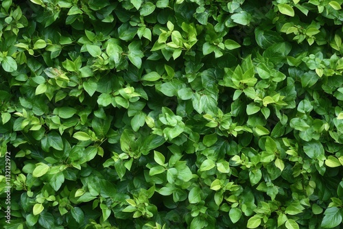 Wallpaper Mural Dense green foliage creating a lush natural backdrop. Torontodigital.ca