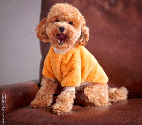 Cute brown toy poodle