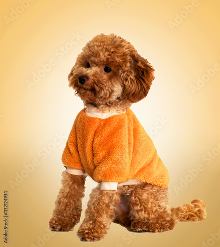 Cute brown toy poodle