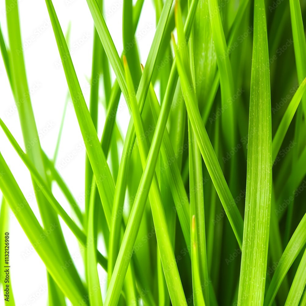 Fototapeta premium Close-up of Green Grass Blades Against White Background