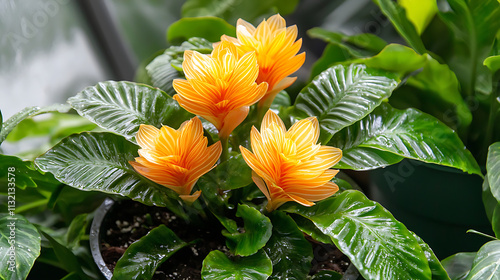 vibrant close up of zebra plant, showcasing its striking orange flowers and lush green leaves, creating lively atmosphere photo